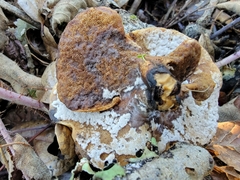 Cerioporus leptocephalus