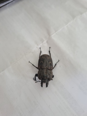 Ryssonotus nebulosus