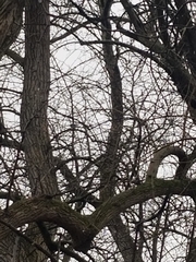 Poecile atricapillus