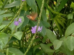 Macroglossum