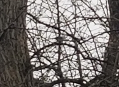 Poecile atricapillus