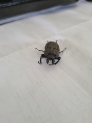Ryssonotus nebulosus