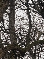 Poecile atricapillus