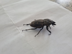 Ryssonotus nebulosus