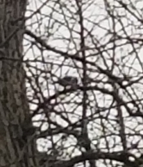 Poecile atricapillus