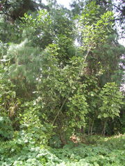 Erythrina rubrinervia