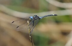 Dythemis nigra