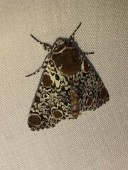 Harrisimemna trisignata