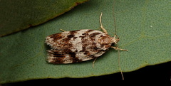 Barea exarcha