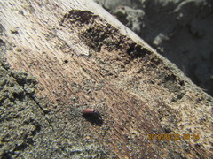 Mesites pallidipennis