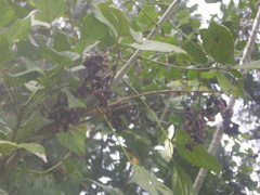 Erythrina rubrinervia