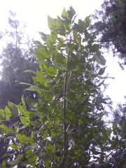 Erythrina rubrinervia