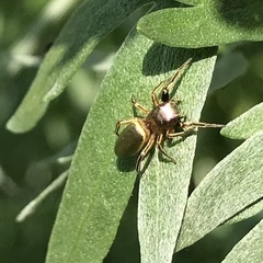 Tutelina