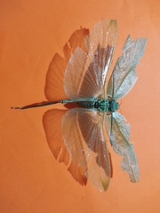 Stilpnochlora azteca