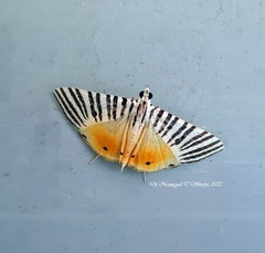 Dichocrocis zebralis