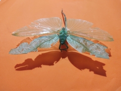 Stilpnochlora azteca