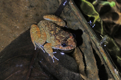 Limnonectes fragilis