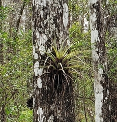 Tillandsia fasciculata