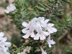 Westringia senifolia