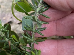 Westringia senifolia