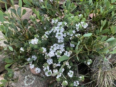 Westringia senifolia