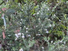 Westringia senifolia