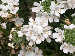 Westringia senifolia