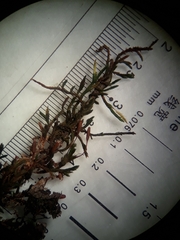 Macrocoma tenuis tenuis