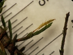 Macrocoma tenuis tenuis