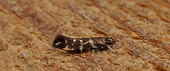 Stagmatophora