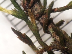 Macrocoma tenuis tenuis