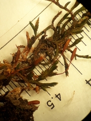 Macrocoma tenuis tenuis