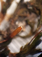 Macrocoma tenuis tenuis