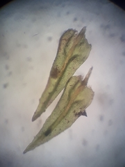 Macrocoma tenuis tenuis