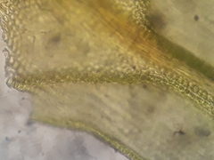 Macrocoma tenuis tenuis