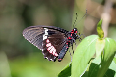 Parides iphidamas