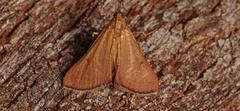 Endotricha pyrosalis