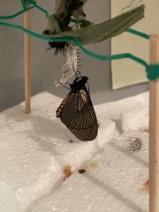 Altinote ozomene nox