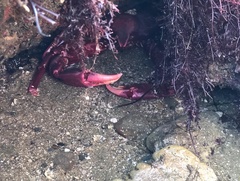 Taliepus nuttallii