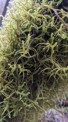 Antitrichia curtipendula