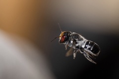 Megachile aurifrons