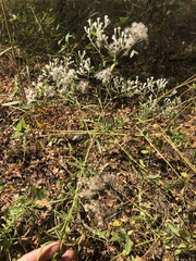 Eupatorium hyssopifolium