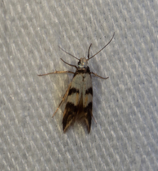 Chezala brachypepla
