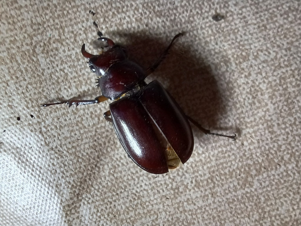 Reddish-brown Stag Beetle from Highland, Ohio, United States on July 16 ...