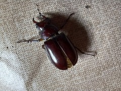 Lucanus capreolus