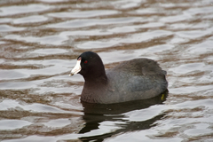 Fulica americana americana