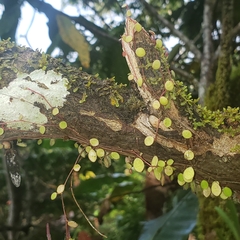 Peperomia rotundifolia image