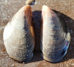 Mytilus platensis