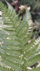 Microlepia speluncae