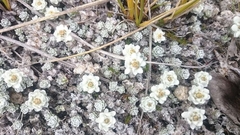 Leucogenes grandiceps